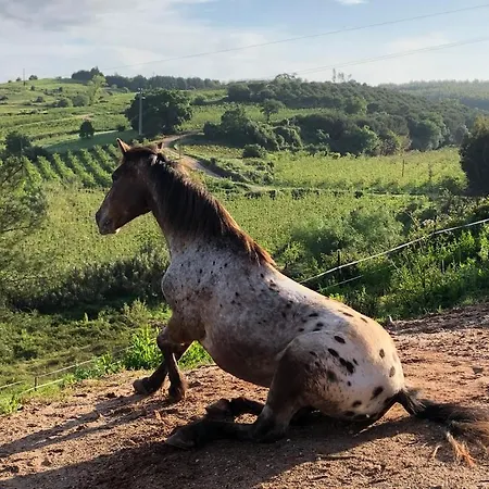 Terra Luso Bed & Breakfast Cadaval