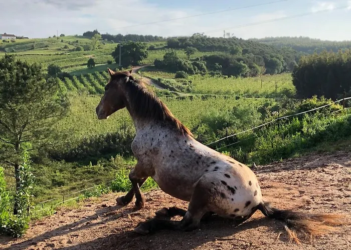 Terra Luso Nocleg ze śniadaniem Cadaval