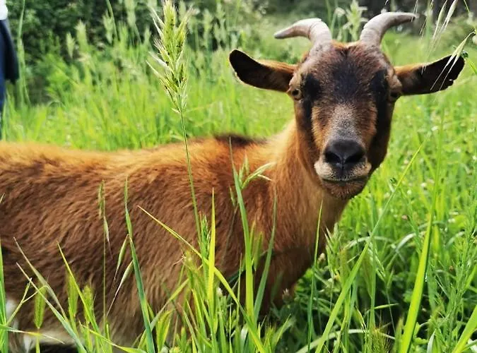 Terra Luso 3* Cadaval